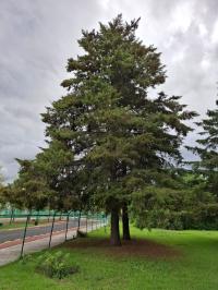 Hesperocyparis lusitanica image
